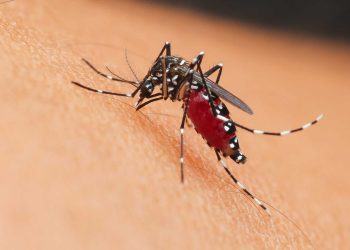 Reporta Querétaro primer posible deceso de paciente con dengue
