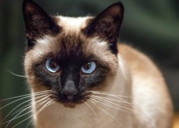 China clona por primera vez un gato usando equipamientos, reactivos y consumibles chinos