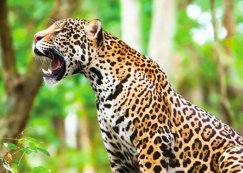 Ferrero de México y Reino Animal inauguran el “Área de Crianza Salvaje” en Refugio Jaguar y reciben a una nueva hembra rescatada
