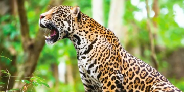 Ferrero de México y Reino Animal inauguran el “Área de Crianza Salvaje” en Refugio Jaguar y reciben a una nueva hembra rescatada