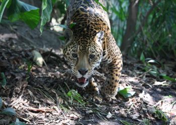 Cámaras trampa registran aumento de jaguares en peligro de extinción en sureste de México