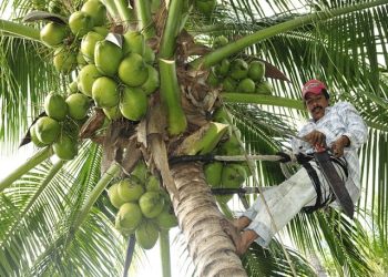 México es referente en mejoramiento genético de la palma de coco
