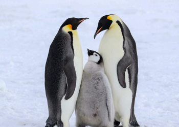 El Pingüino emperador en lista de peligro de extinción