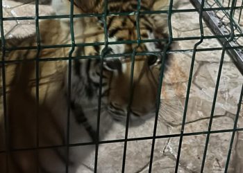 Rescatan a león, pantera y tigre en Michoacán