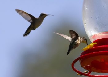Ambientalista crea un santuario para proteger a los  colibríes