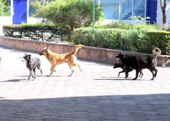 Evitar consumo de pirotecnia porque causa estrés a los animales: Mariana Benítez