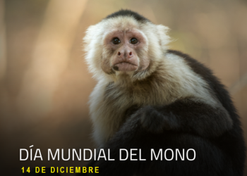 Día Mundial del Mono