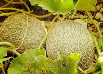 Cofepris clausura campo exportador de melón en Sonora