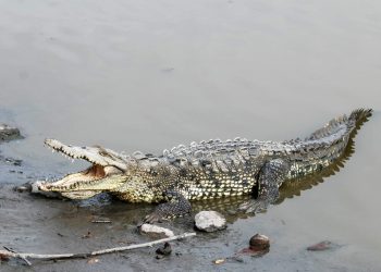 Alertan por presencia de cocodrilos en Ixtapa