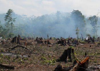 Los costos por degradación ambiental en México equivalen al 4.1% del PIB