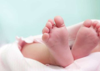 La cigüeña llegó cuatro veces al Metro en 2023