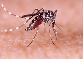 OMS eleva a alto el riesgo de expansión global del dengue, con 5,000 muertes en 2023