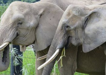 Mueren elefantes por falta de agua en Zimbabue