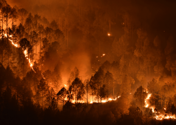 Los fuegos han devorado 81 millones de hectáreas en la última década