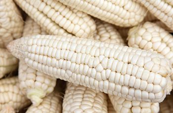 En México persiste el déficit en la producción de maíz blanco