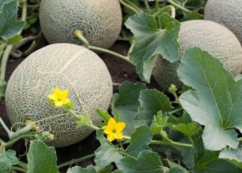 Descartan presencia de salmonella en campos de melón en Sonora