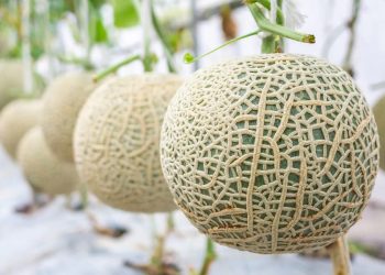 Autoridades canadienses vinculan cinco muertes por salmonella a melones de México