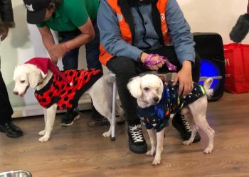 Perritos rescatados en el Metro entregarán cartas a Santa Claus y los Reyes Magos