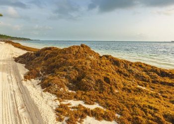 México diseña estudio técnico para combatir problema del sargazo y aprovechar la macroalga