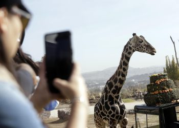 Jirafa Benito se integra a su nueva familia en Africam Safari