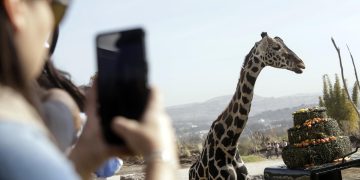 Jirafa Benito se integra a su nueva familia en Africam Safari