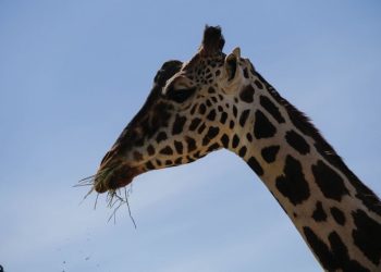 “Benito” alistaría su mudanza al Africam Safari de Puebla