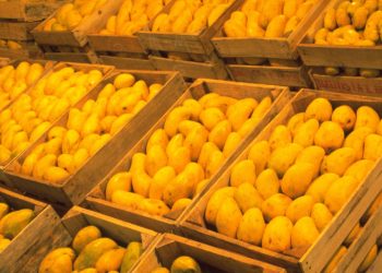 México produce una cantidad récord de mangos en 2023