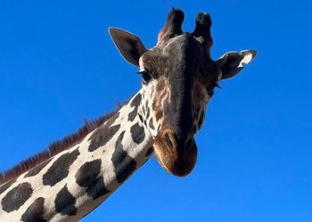 Puebla solicita formalmente traslado de jirafa Benito