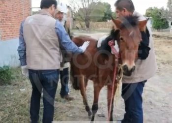 Rescatan caballo que sufría maltrato en Puebla