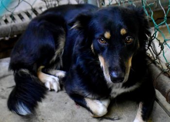 Reportan en Colima un caso de rabia canina; el primero desde 1991