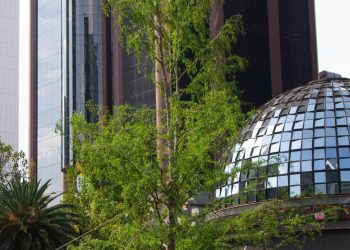 ¿Cómo se encuentra el ahuehuete de Reforma? Esto nos dijo un experto