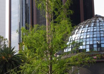 “Más verde que nunca”, destaca Batres buen estado del ahuehuete