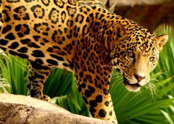 Calentamiento global pone en riesgo cuatro especies animales en Tamaulipas