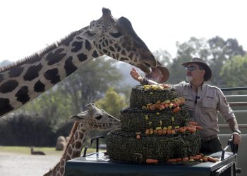 Jirafa Benito se integra a su nueva familia en Africam Safari