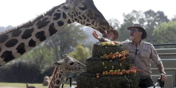 Jirafa Benito se integra a su nueva familia en Africam Safari