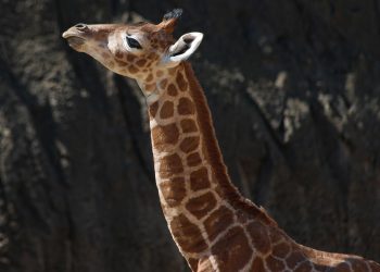 Buscan nombre para jirafa bebé del Zoológico de Chapultepec
