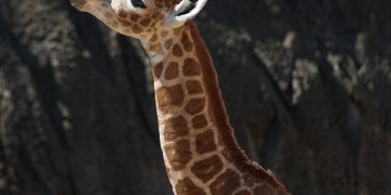 Buscan nombre para jirafa bebé del Zoológico de Chapultepec