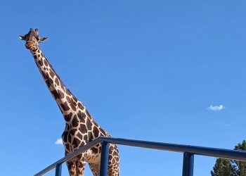 Autoridades confirman que Benito será trasladado a Puebla