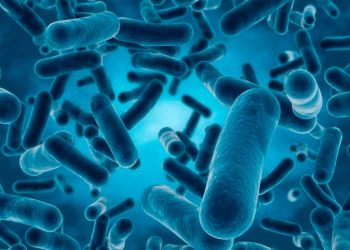Un probiótico natural es eficaz para reducir síntomas del autismo, según una investigación