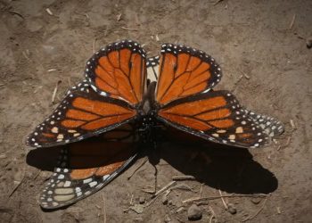 Enfoque en la Ciencia: Monitoreo de la copa de árboles en la Reserva de la Mariposa Monarca