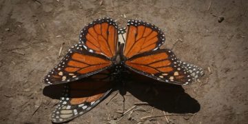 Enfoque en la Ciencia: Monitoreo de la copa de árboles en la Reserva de la Mariposa Monarca