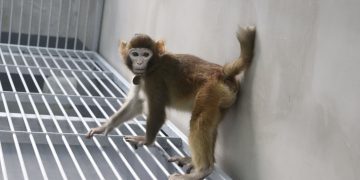 Científicos chinos clonan con éxito un mono rhesus