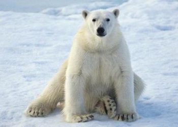 Registran el primer caso mundial de un oso polar muerto por la gripe aviar