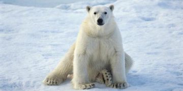 Registran el primer caso mundial de un oso polar muerto por la gripe aviar