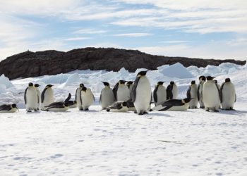 Descubren en la Antártida cuatro colonias de pingüinos emperador hasta ahora desconocidas