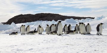 Descubren en la Antártida cuatro colonias de pingüinos emperador hasta ahora desconocidas