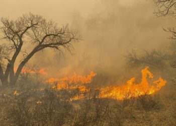 Texas: Más de 200 mil hectáreas son devastadas por incendios