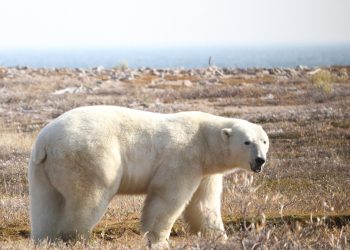 Los osos polares en riesgo de morir de desnutrición