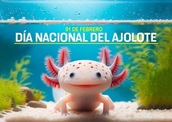 Día Nacional del Ajolote