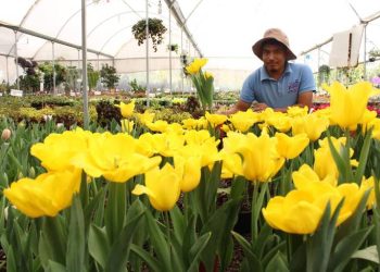 Atlixco cultiva 200 mil macetas de tulipanes de 50 variedades para San Valentín